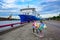 Decorated colored cow, a passenger ship of a blue ship