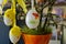 Decorated Easter eggs with the catkins on table.