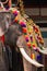 Decorated elephants at temple festival in Siva temple, Ernakulam, Kerala, India