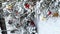 Decorated in gold and red balls, young green Christmas trees stand under the snow at the Christmas market.