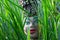 Decorated head of Brazilian women in grass