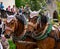 Decorated horse team at a parade in Garmisch-Partenkirchen, Garmisch-Partenkirchen, Germany - May 20.