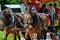 Decorated horses pull a carriage with an Arab family on holiday in Bavaria