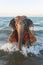 Decorated Indian elephant on sunny tropical beach. Baby elephant walking on the coast