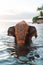 Decorated Indian elephant on sunny tropical beach. Baby elephant walking on the coast