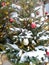 Decorated with lights and toys for Christmas, live Christmas trees under the snow