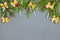 Decorated natural green Christmas tree branches on gray painted wood. Copy space. Christmas background