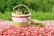 Decorated picnic basket and plate, buns and bunch of basil and salad, green landscape