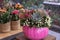Decorated pink pumpkin with succulents, flowers and leaves at the greek garden shop in October. Horizontal