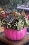Decorated pink pumpkin with succulents, flowers and leaves at the greek garden shop in October. Vertical