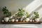 Decorated plants and flowers pots for bare cement and loft wall style. Home and hotel decoration idea design