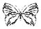 Decorated stylized butterfly tattoo isolated