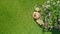 Decorated table with bread, strawberry and fruits in beautiful summer rose garden, aerial top view of romantic date table food