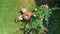 Decorated table with cheeses, strawberry and wine in beautiful rose garden, aerial top view of romantic date table food setting