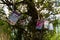 Decorated tins hanging in a tree.  Crafting