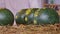 Decorated Watermelons on Vietnam Market Counter