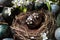 Decorated in white brown color traditional Easter egg in original bird nest, naturally colored eggs around with white blossoms