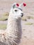 Decorated white llama