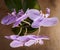 Decoration Concept: Orchid Flowers In The Pot On Wooden Background.