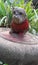 Decoration Concrete bulldog in a garden