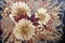 Decoration of dried flowers and leaves