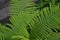 Decoration flower beds, beautiful curls. Fern. Polypodiophyta