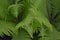 Decoration flower beds, beautiful curls. Fern. Polypodiophyta. Fern Leaf - Frond