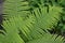 Decoration flower beds, beautiful curls. Gardening. Fern. Polypodiophyta