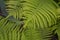 Decoration flower beds, beautiful curls. Gardening. Fern. Polypodiophyta