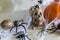 Decoration and holiday concept, halloween theme, orange pumpkin and skull wrapped in spider web, spider attack, halloween