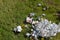 Decoration items lying on ground for Christmas