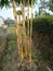 decoration of planting yellow bamboo in the yard