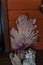 Decoration of purple sea fan, conch shell and chunk of coral outside dive shop