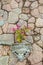 Decoration stone wall with pink flower in roman pot