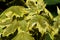 Decorativ hybrid green maple foliage against shallow focus background