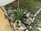 Decorative agave salmiana or  Pulque Agave plant at outdoor