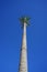 Decorative antenna or cellular base station in the form of an artificial palm tree. Dahab, South Sinai Governorate, Egypt