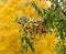 Decorative apple tree branch with small red fruits