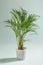 Decorative Areca palm on light background