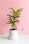 Decorative Areca palm in a modern watering can-shaped flower pot on a white wooden table against a pink wall background