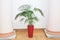 Decorative Areca palm in a red pot . Decorative Areca palm in interior of room . Indoor flower pots plants, large . Vases in a row