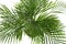 Decorative Areca palm on white background