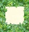 Decorative background with branches and green leaves.  Summer nature background and recycled paper label