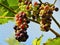 Decorative background of large edible fruits on the branches of grapes in the garden