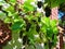 Decorative background of large edible fruits on the branches of grapes in the garden