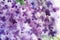 Decorative background of stylized lilac flowers.