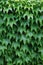 Decorative background of wild green grapes leaves. Five-leaved ivy. Natural garden hedge. Beautiful texture