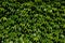 Decorative background of wild green grapes leaves. Five-leaved ivy. Natural garden hedge. Beautiful texture