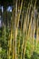 decorative bamboo plants