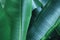 Decorative Banana Palm Leaves in Dark Blue Green Tone Color as Natural Texture Background